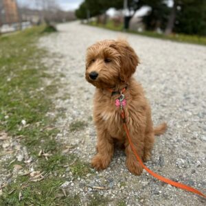 puppy