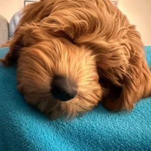 sleepy