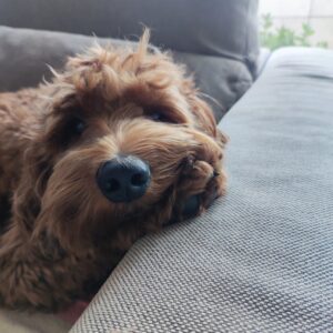 sofa